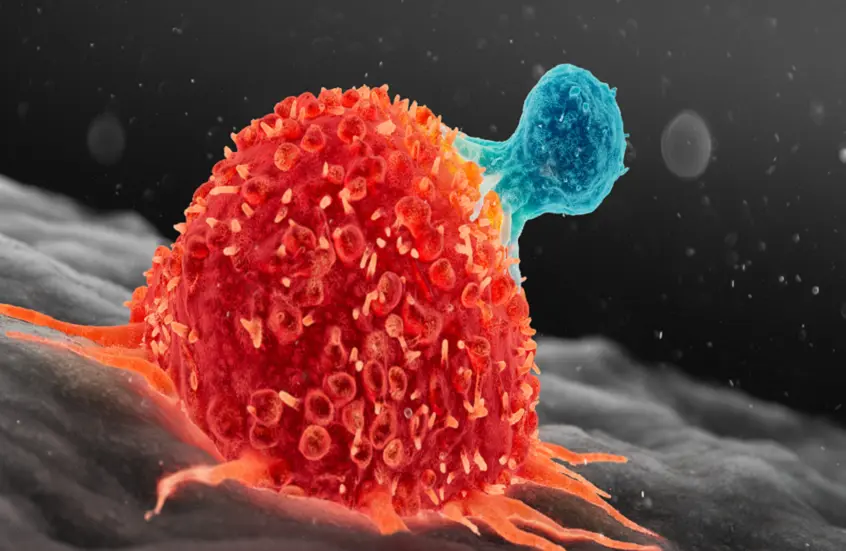 هدف علاجي جديد ضد السرطان يظهر على خلايا الأورام